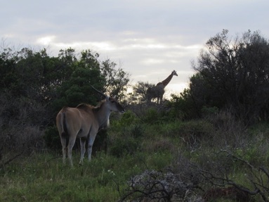 South Africa giraffe and impala